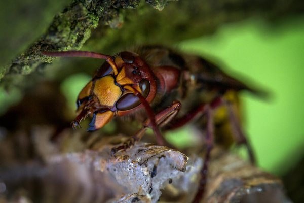 Élimination sécurisée des frelons à Arcachon pour sauver vos abeilles !